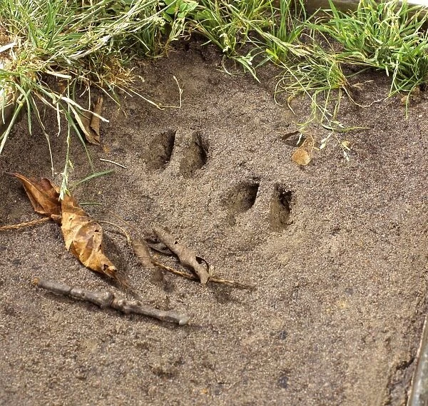 Animal foot prints in mud