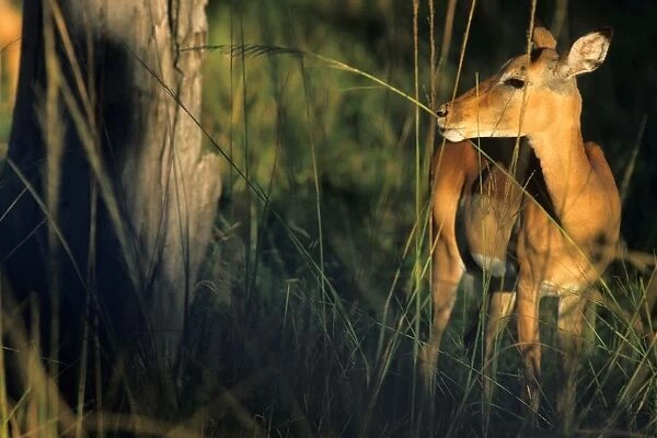 Antelope. Africa. Zambia