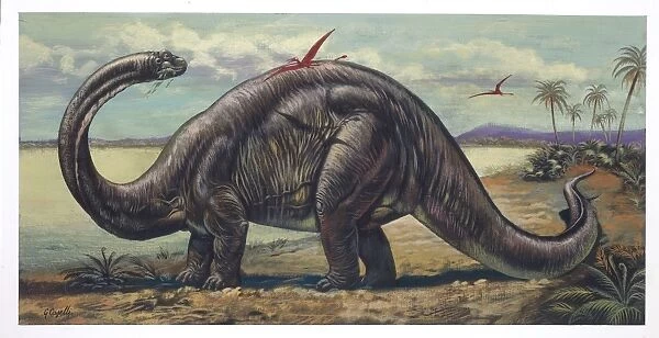 Apatosaurus in natural environment, illustration