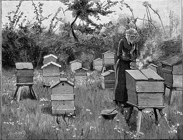 Apiary of wooden hives, Lismore, Ireland. Woman in protective veil using bellows