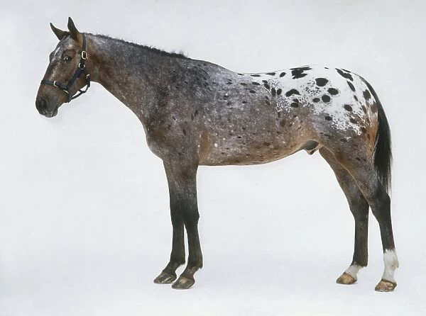 Appaloosa horse, side view