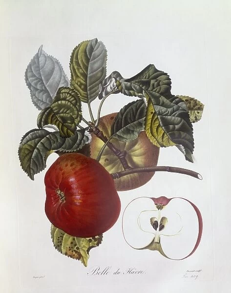 Apple Belle du Havre, Henry Louis Duhamel du Monceau, botanical plate by Pierre Jean Francois Turpin