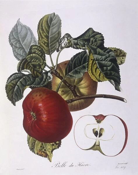 Apple Belle du Havre Henry Louis Duhamel du Monceau, botanical plate by Pierre Jean Francois Turpin
