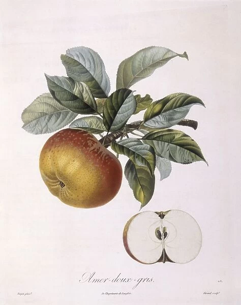 Apple Doux Amer Gris Henry Louis Duhamel du Monceau, botanical plate by Pierre Jean Francois Turpin