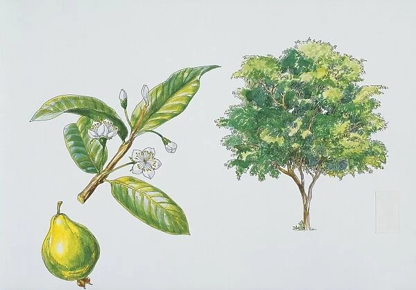 Apple guava (Psidium guajava), plant with leaves and flowers, illustration