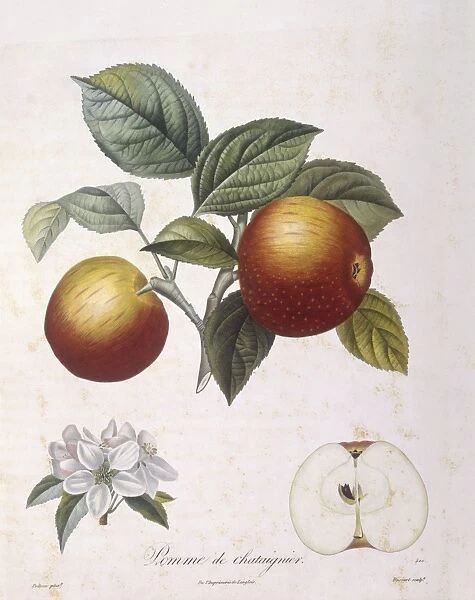 Apple Pomme de chataignier Henry Louis Duhamel du Monceau, botanical plate by Pierre Antoine Poiteau