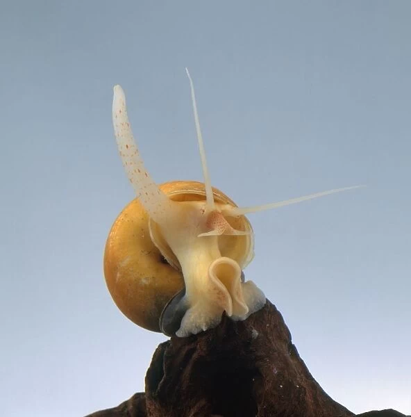 Apple Snail (Pomacea) on rock in fish tank