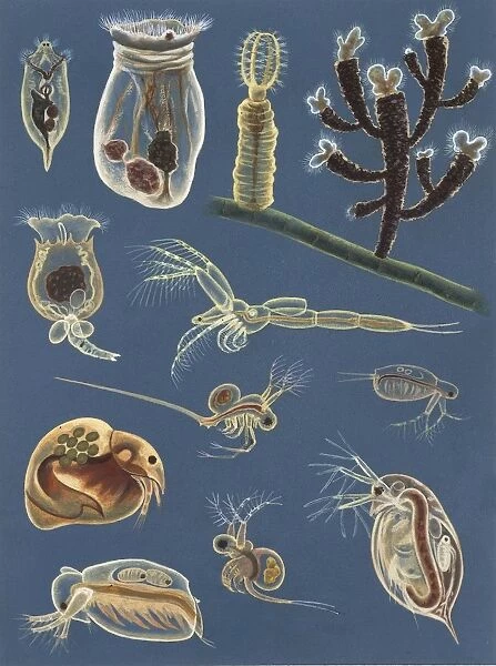 Aquatic invertebrates, illustration