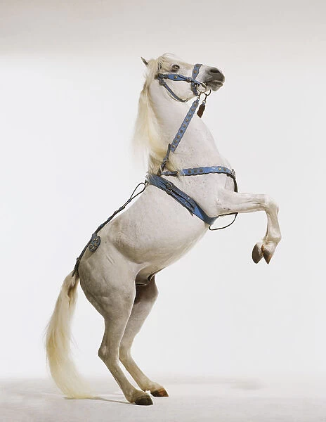 Arab horse (Equus caballus) posing standing on hind legs, side view