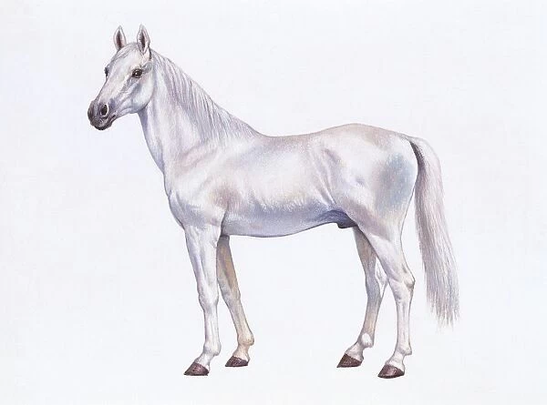 Arabian horse (Equus caballus), illustration