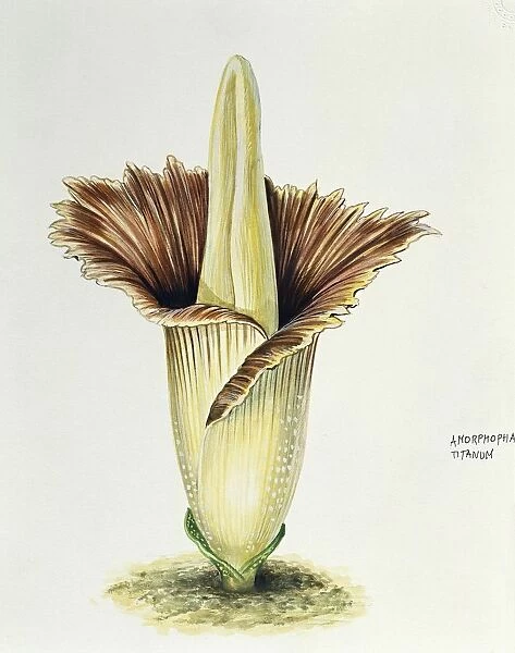 Araceae, Titan arum Amorphophallus titanum, illustration