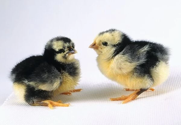 Araucana chicks