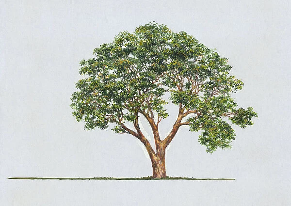 Arbutus andrachne (Greek strawberry tree): Artwork of evergreen tree, showing rounded shape of canopy, and leaves or foliage