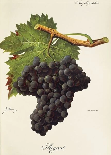 Argant grape, illustration by J. Troncy