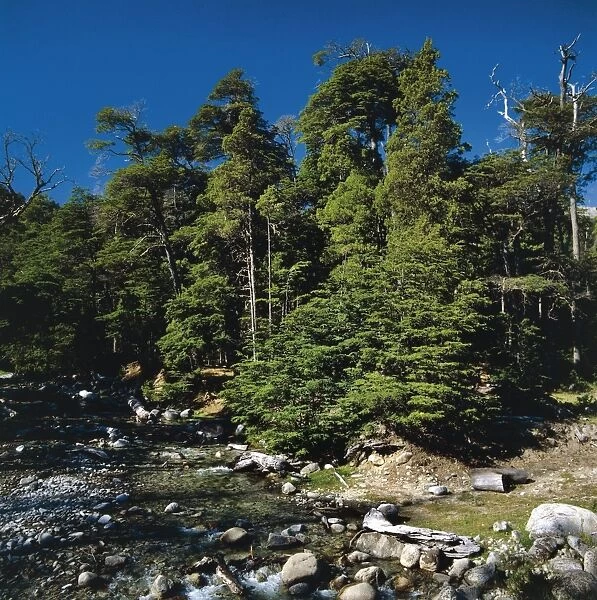 Argentina, Patagonia, Nahuel Huapi National Park, Nothofagaceae, Coihue (Nothofagus dombeyi)