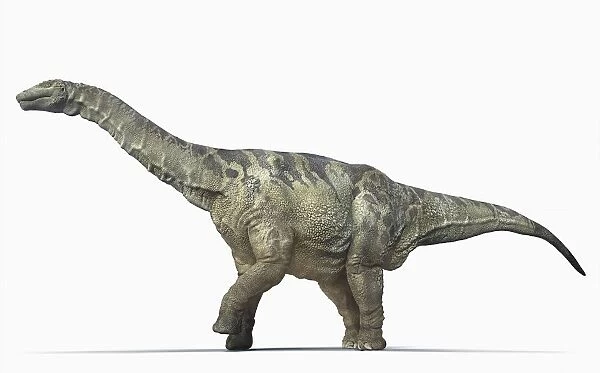 Argentinosaurus, side view
