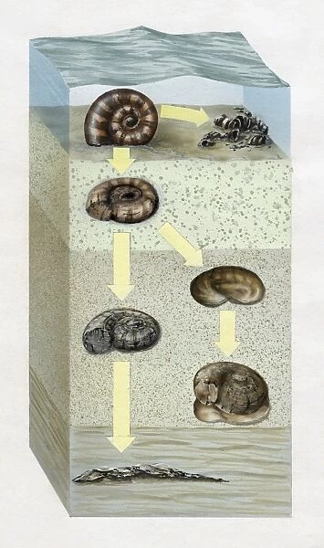Artwork cross-section diagram of the ocean floor and the stages of the fossilization of an ammonite