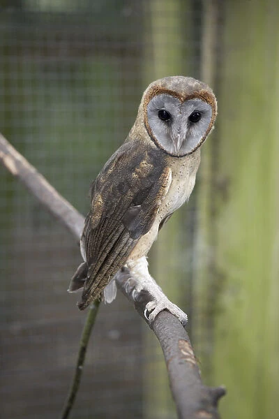 Ashy Faced Owl (Tyto glaucops) perching on branch