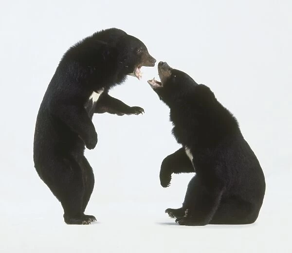 Two Asian Black Bears (Ursus thibetanus or Selenarctos thibetanus), face to face