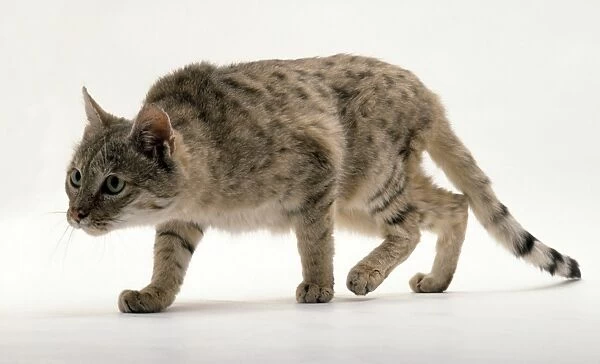 Asiatic wildcat, syn. Indian desert cat (Felis silvestris ornata) stalking