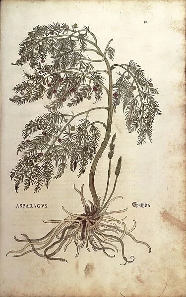 Asparagus (Asparagus officinalis) by Leonhart Fuchs from De historia stirpium commentarii insignes (Notable Commentaries on the History of Plants) colored engraving, 1542