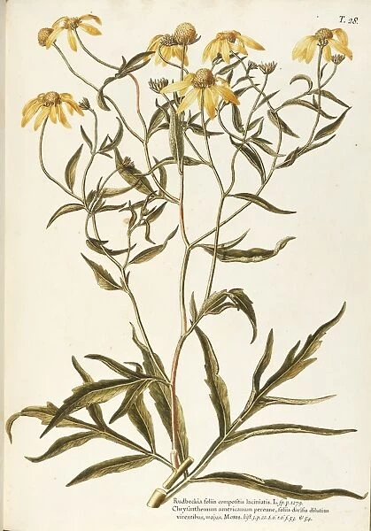 Asteraceae or Compositae, Cutleaf Coneflower (Rudbeckia laciniata). Herbaceous perennial plant for flower beds native to Northern America, by Giovanni Antonio Bottione, watercolor, 1770-1781