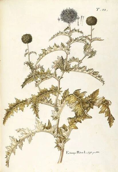 Asteraceae or Compositae, Globe Thistle (Echinops ritro). Herbaceous perennial plant for rocky gardens spontaneous in Italy, by the School of Giovanni Antonio Bottione, watercolor, 1770-1781