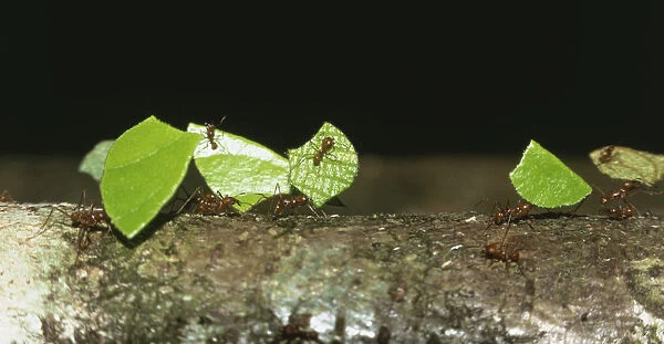 Atta ants carrying leaves back to nest