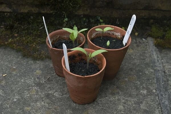 Aubergine seedlings in plant pots, close-up