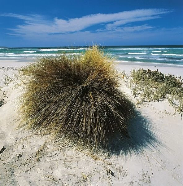 Australia, Kangaroo Island, Bales Bay, beach and vegetation