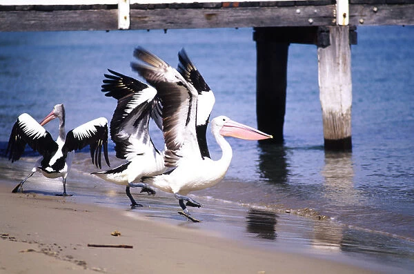 Australia, Sydney, Palm Beach, pelicans on beach