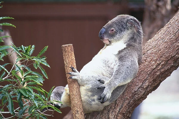 Australia, Sydney, Phascolarctos cinereus, family Phascolarctidae, Koala relaxing in a tree