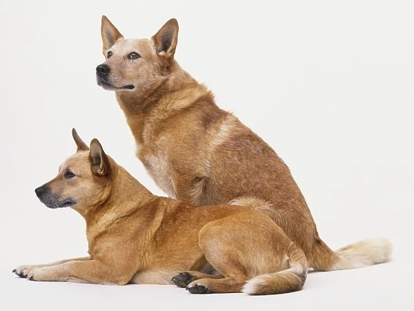 Two Australian Cattle Dogs (Canis familiaris), one sitting and one lying down, side view