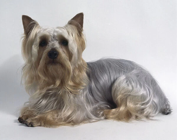 Australian Silky Terrier, lying down, with silky grey blond long hair and small pointed ears