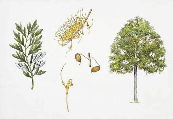 Australian Silver-oak (Grevillea robusta) plant with flower, leaf and fruit, illustration