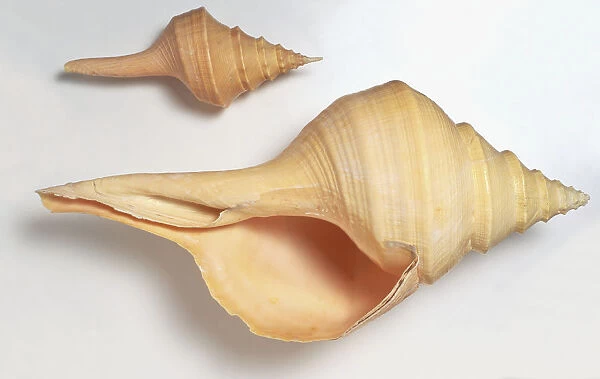 Two Australian Trumpet shells (Syrinx aruanus), close up