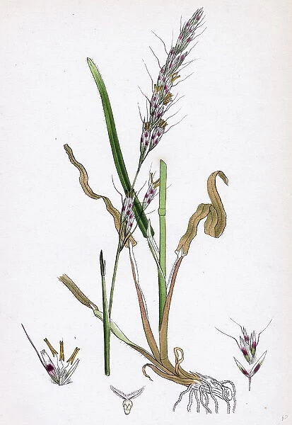 Avena pubescens, Downy Oat-grass