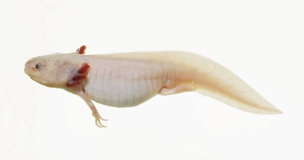 Axolotl (Ambystoma mexicanum) underwater, side view