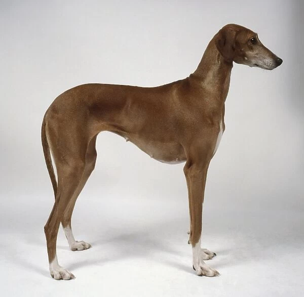 Azawakh dog, standing, side view