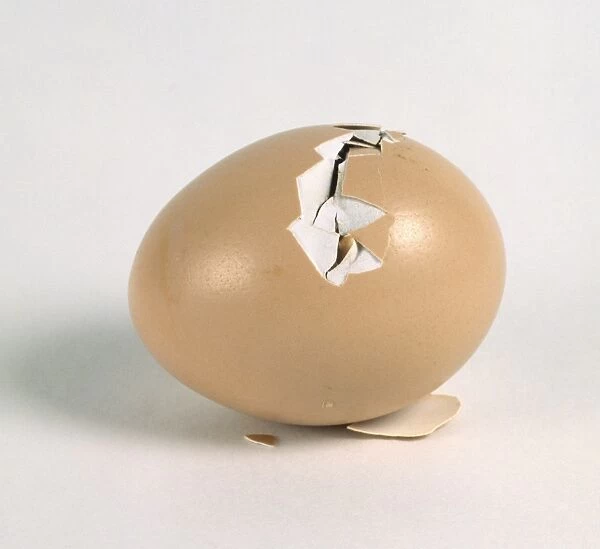 Baby bird breaking egg shell from inside