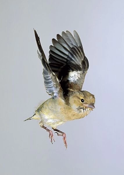 A baby Chaffinch (Fringilla coelebs) in mid-flight with wings raised