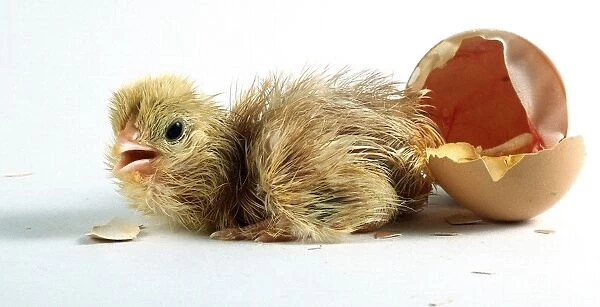Baby Chick Emerging from Egg