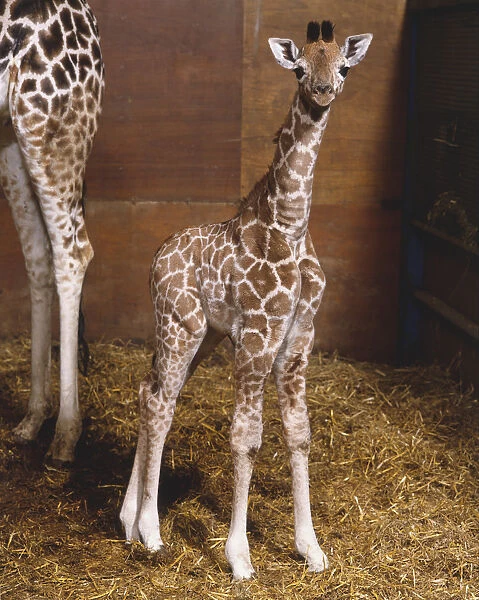 Baby Giraffe (Giraffa camelopardalis) standing straight, looking at camera, mother animal partly visible in background