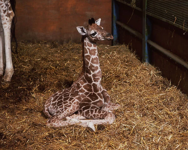 Baby giraffe sitting down, eyes closed, on straw