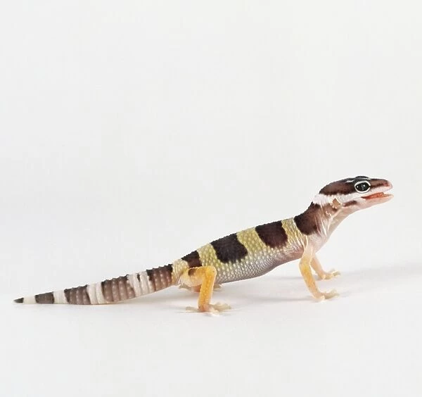 Baby Leopard Gecko, eublepharis macularius, side view