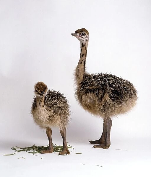 Two baby Ostriches (Struthio Camelus) at different stages of development