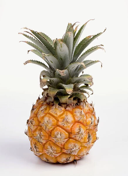 Baby pineapple on white background, close-up