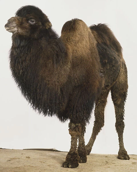 Bactrian Camel, camelus bactrianus, side view