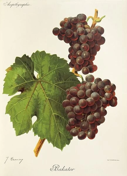 Bakator grape, illustration by J. Troncy