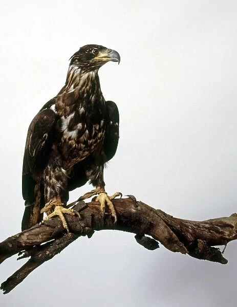 Bald eagle (Haliaeetus leucocephalus) perching on a branch, looking away